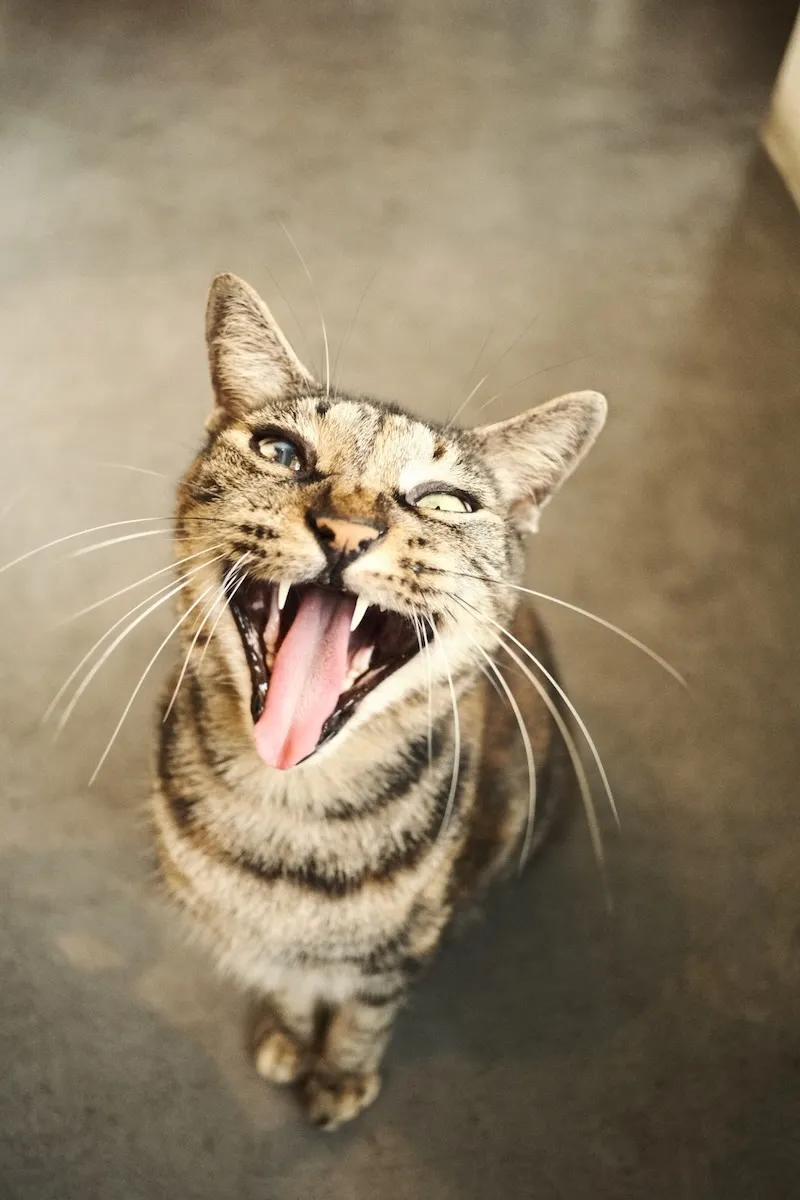 Yawn Meow